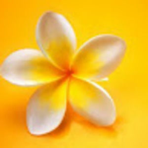 Meet your Posher, Sophia